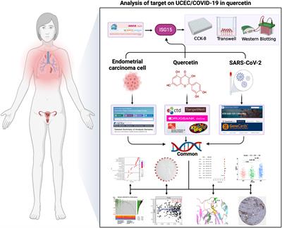 Discovery of therapeutic targets of quercetin for endometrial carcinoma patients infected with COVID-19 through network pharmacology